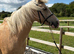 Project pony