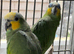 Stunning young Amazon parrot