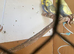 Female budgies