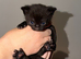 4x male kittens