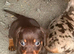 Miniature Dachshund puppies