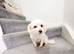 Maltese