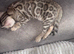 3 Bengal kittens