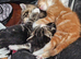 Lovely kittens