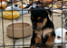 Black and Tan boy