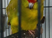 Kakariki's handtame kakariki hens