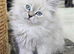 Supper fluffy Persian x ragdoll kittens