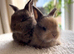 Gorgeous lop eared bunnies