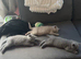 British blue kittens