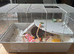 Friendly grey & white baby male mouse with cage