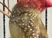 2 male star finches and 1 male cutthroat