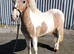 9.2hh 5 year old skewbald gelding, perfect companion