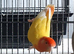 Pair of lovebirds