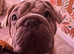 Lovely French bull dog rope (male)