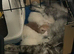 3 pure white maine coons