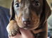Chocolate & tan miniature Dachshund girl