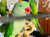 Baby Derbyan and Alexdrain Parrot