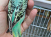 Pair of baby cocks