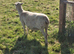 Easycare sheep for sale