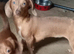 Mini dachshund x chihuahuas