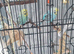 12 week old female budgies x2