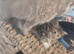 3/4 maine coon 1/4 siamese kittens