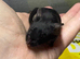 3 young friendly males available