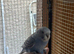 Tamed young Budgies