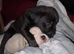 STUNNING PUPPIES LOOKING FOR FOREVER HOMES