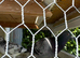 11 Racing Pigeons for Sale &ndash; &pound;200