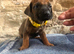 Rhodesian Ridgeback KC puppies