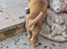 shepkita puppies ready now 2 girls left