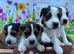 jack russell 4 6