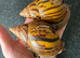 Achatina Achatina 7-8cm