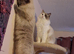 Two Ragdolls, 16months old, sadly need New Home