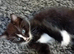 Adorable kittens