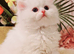 PURE PERSIAN KITTENS