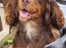 KC Registered Cocker Spaniels