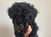 Toy cockapoo puppies