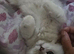 Persian female kitten