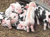 Full breed kunekune piglets