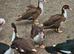 MUSCOVEY DUCKS