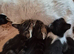 Kittens Ready To Leave