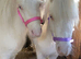 *2 Beautiful Unicorns For Sale*