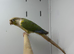 Conure
