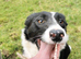 Border collie puppies