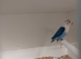 Violet blue opaline Fischer's lovebirds