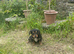 COCKER X COLLIE PUPPIES