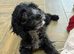 1 handsome chap still looking for a family