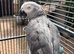 African grey parrot